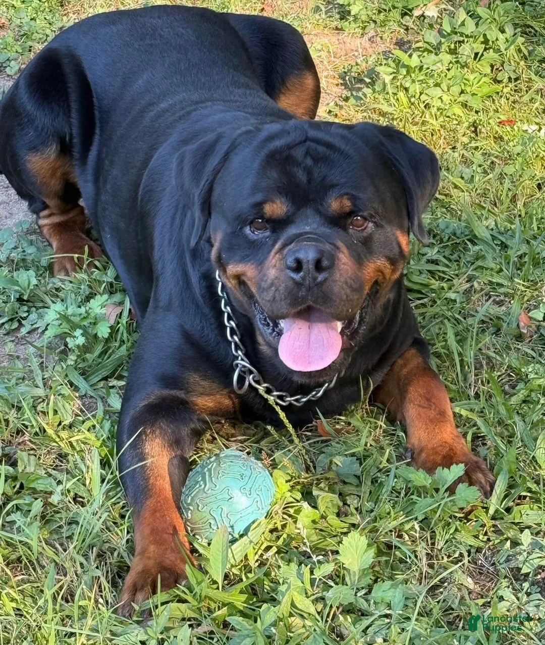 Rottweiler dogs for sale: Rottweiler Puppy 4 - Ad 3