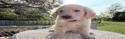 Golden Retriever dogs for sale: Barbie of Avalon - female Golden retriever great Service dog prospect ! - Ad 4