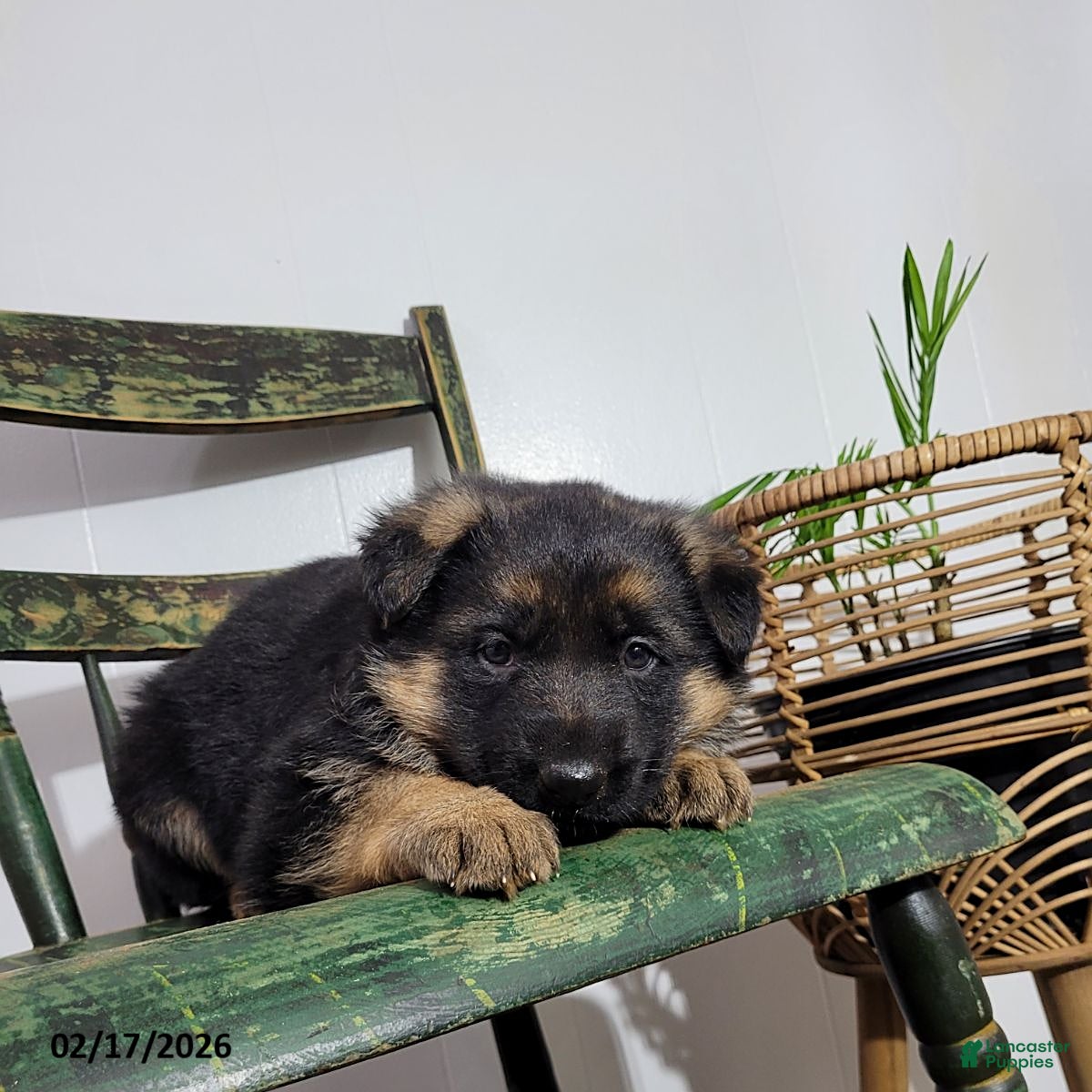 German Shepherd dogs Missy - Ad 2