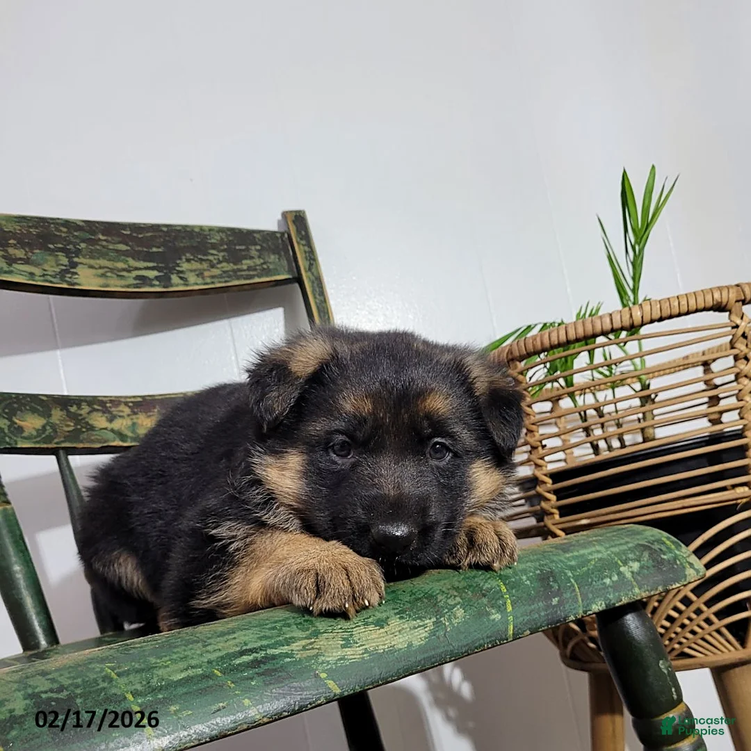 German Shepherd dogs for sale: Missy - Ad 2