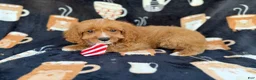 Cavapoo dogs for sale: Bentley  - Ad 7