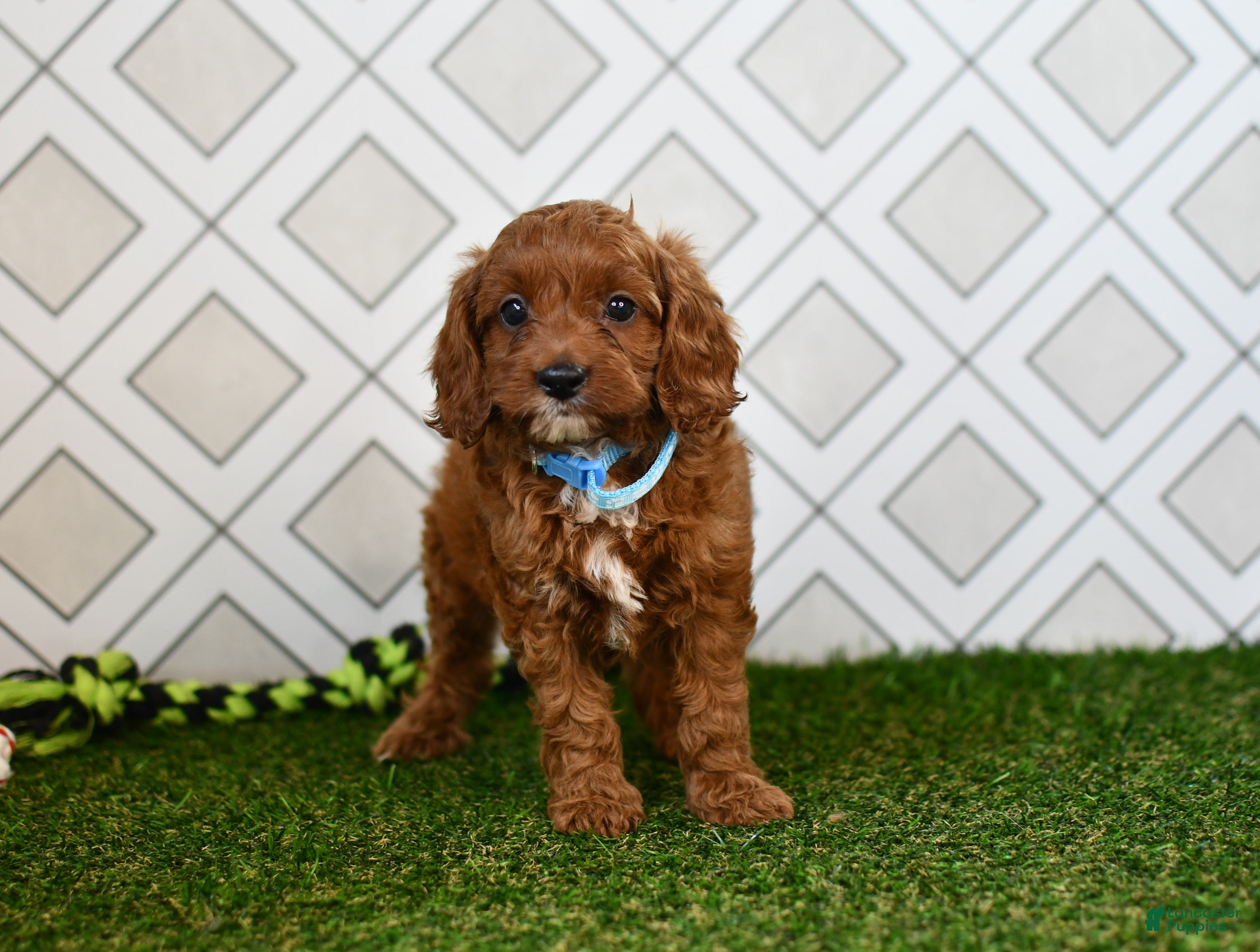 Cavapoo dogs Wade - Ad 1