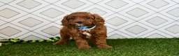 Cavapoo dogs for sale: Wade - Ad 1