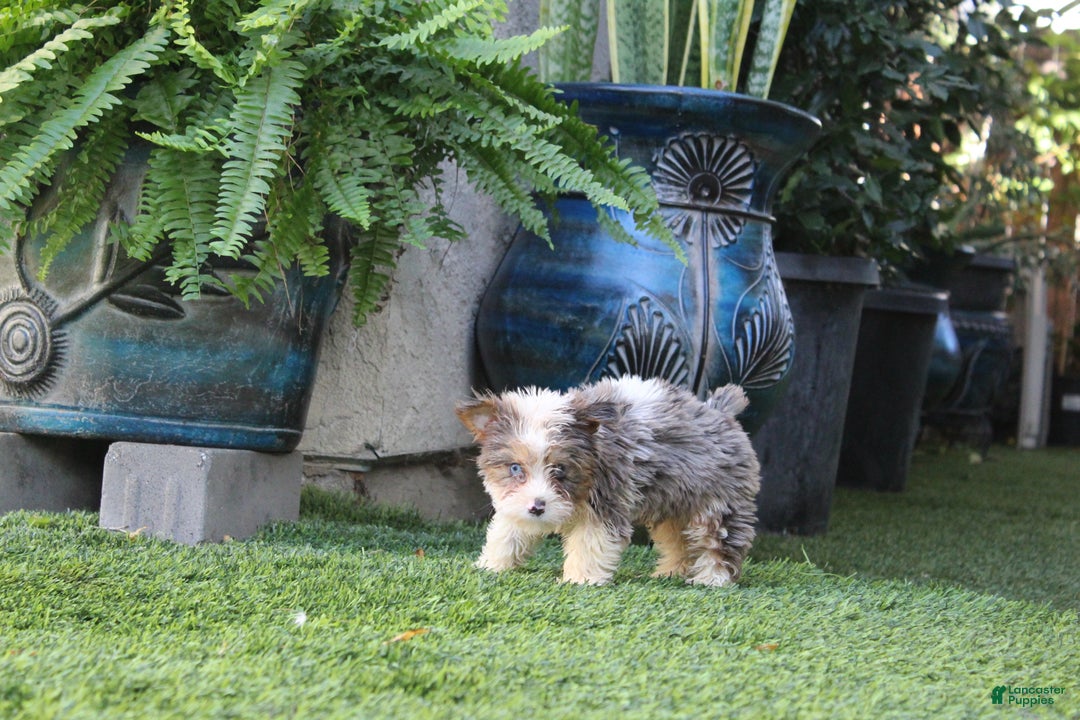 Yorkshire Terrier dogs for sale: Yorkshire Terrier Puppy 1 - Ad 3