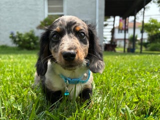 Miniature Dachshund dogs - Ad 8