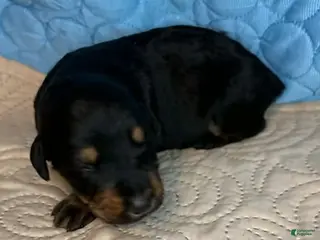 Mixed Breed dogs Marilyn - Ad 18