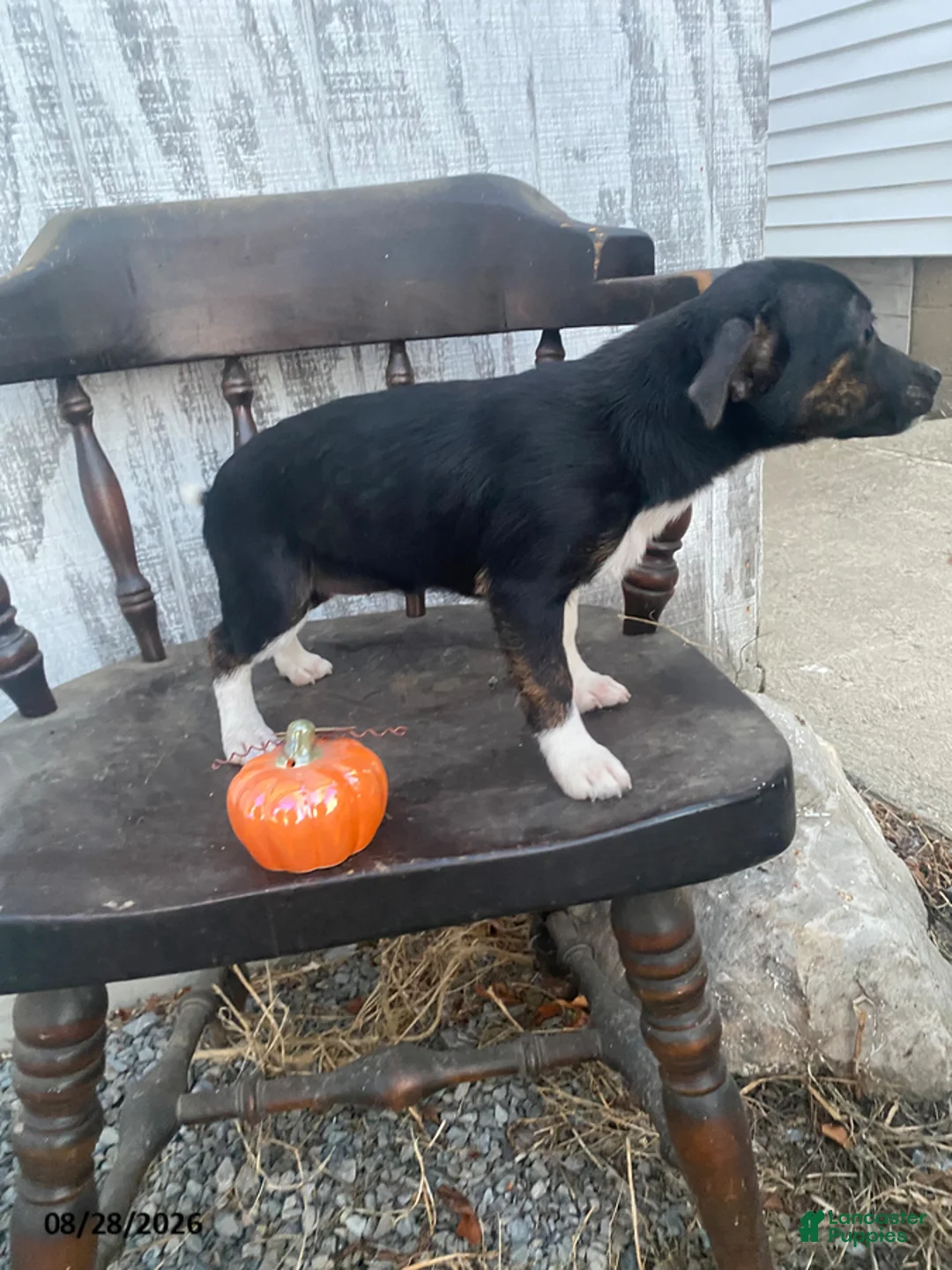 Mixed Breed dogs for sale: Daisy - Ad 2