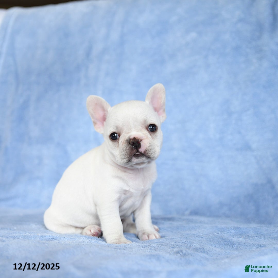 French Bulldog dogs for sale: Zinnia - Ad 2