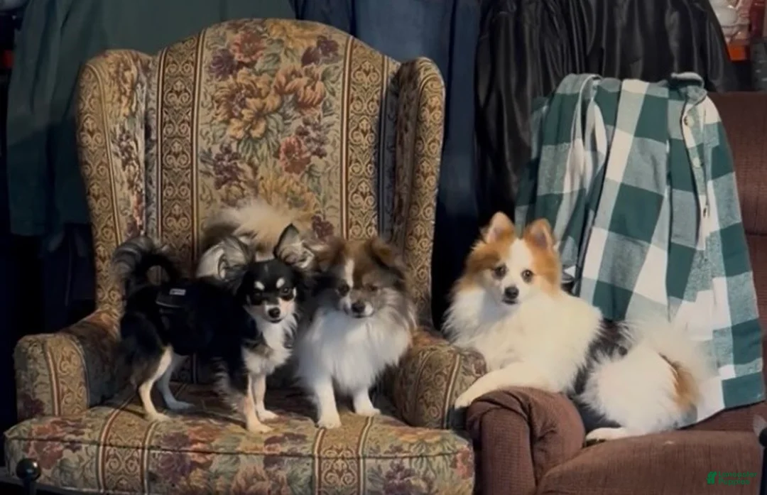 Papillon dogs for sale: Missy's boy #1 - Ad 5