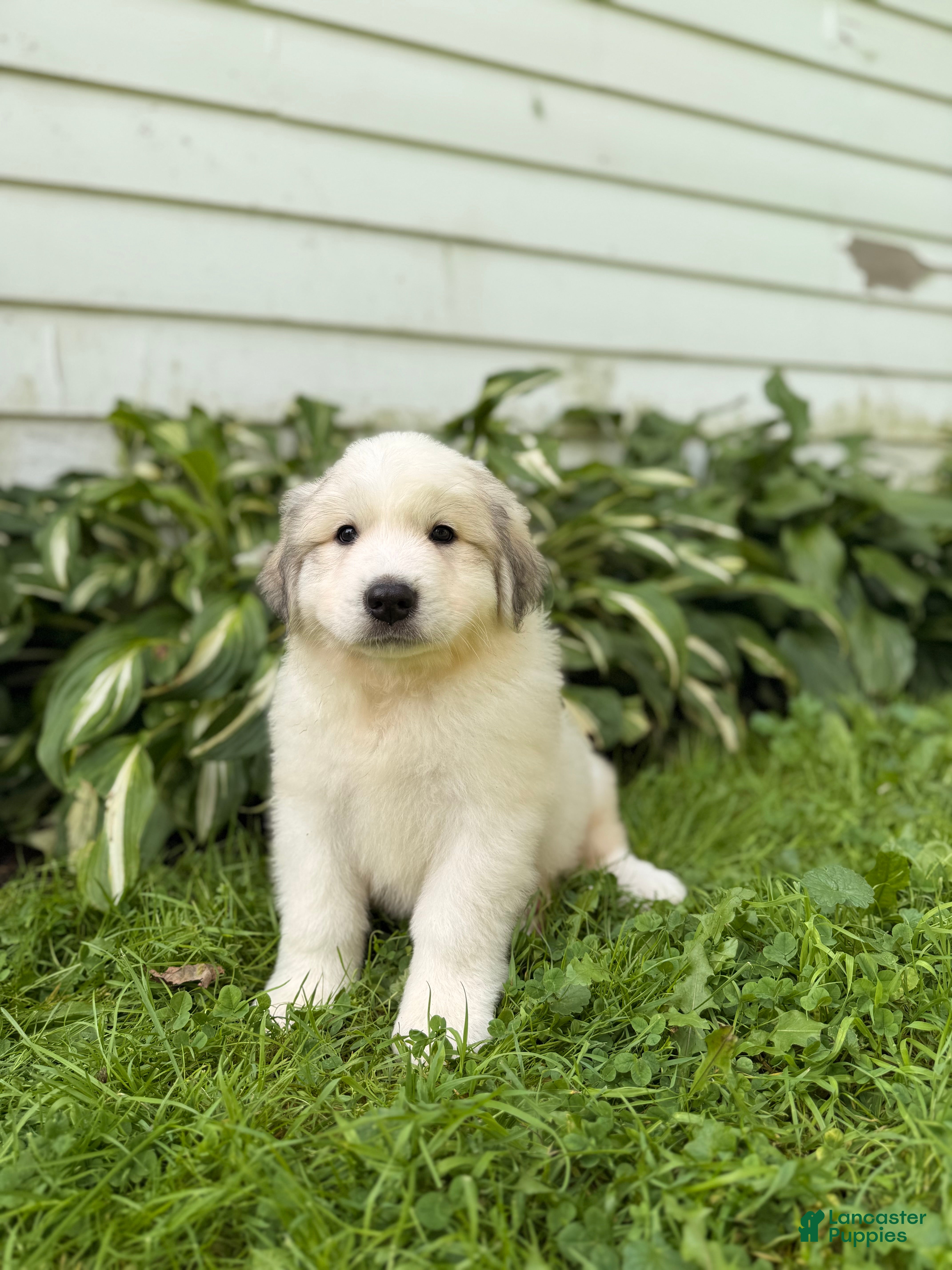 Great Pyrenees dogs Nicky - Ad 1