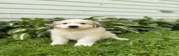 Great Pyrenees dogs for sale: Nicky - Ad 10