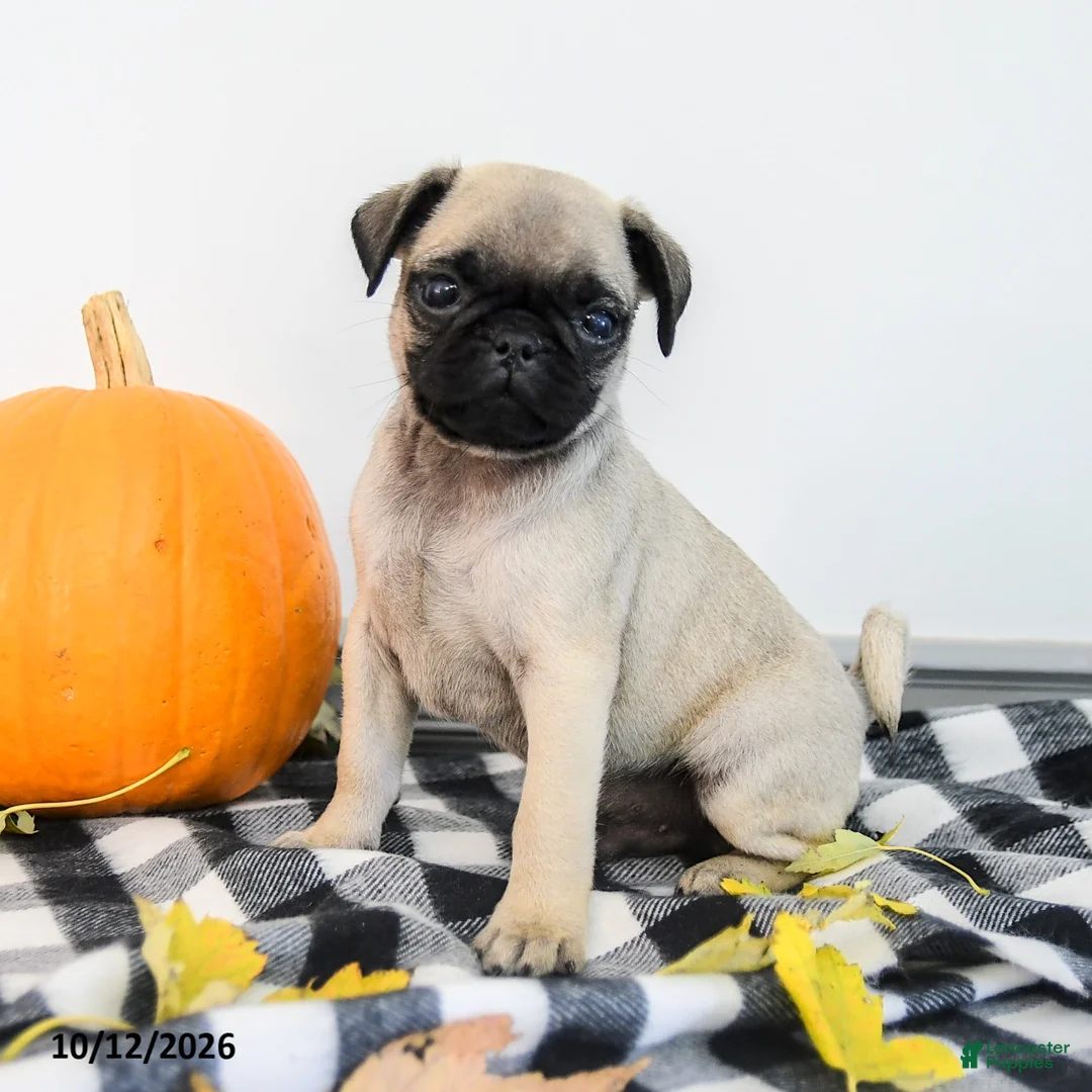 Pug dogs for sale: Porter - Ad 1