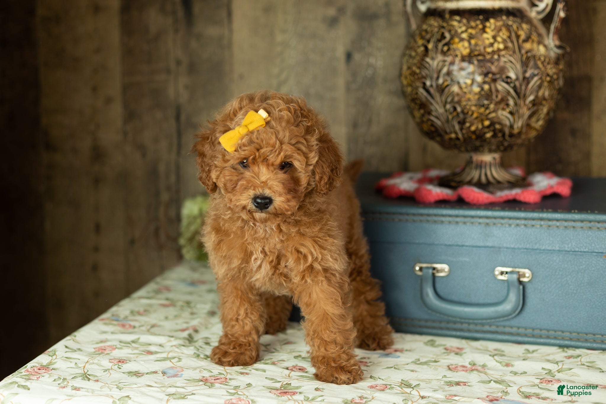 Miniature Labradoodle dogs Miniature Labradoodle Puppy 1 - Ad 16