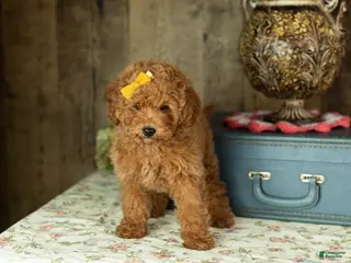 Miniature Labradoodle dogs Miniature Labradoodle Puppy 1 - Ad 16
