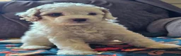 Cavapoo dogs for sale: Cavapoo 2 - Ad 4