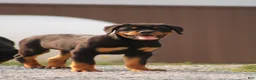 Rottweiler dogs for sale: Rottweiler lily - Ad 3
