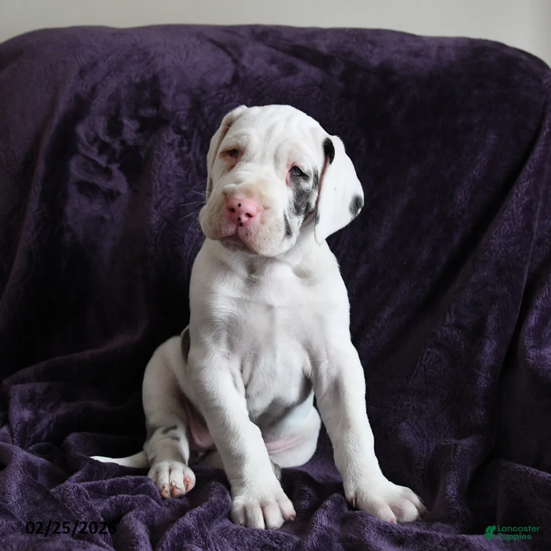 Great Dane dogs for sale: Aurora - Ad 1