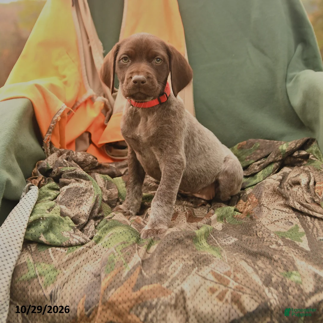German Shorthaired Pointer dogs for sale: Sparrow - Ad 1