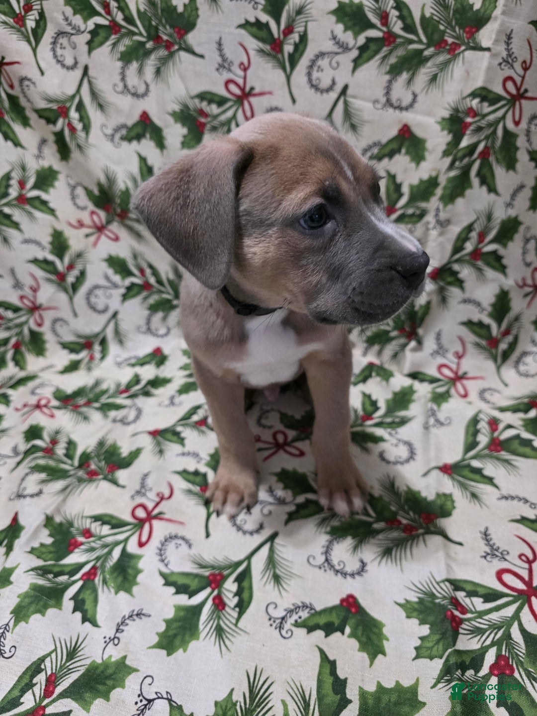 Mixed Breed dogs for sale: Apollo - Ad 2