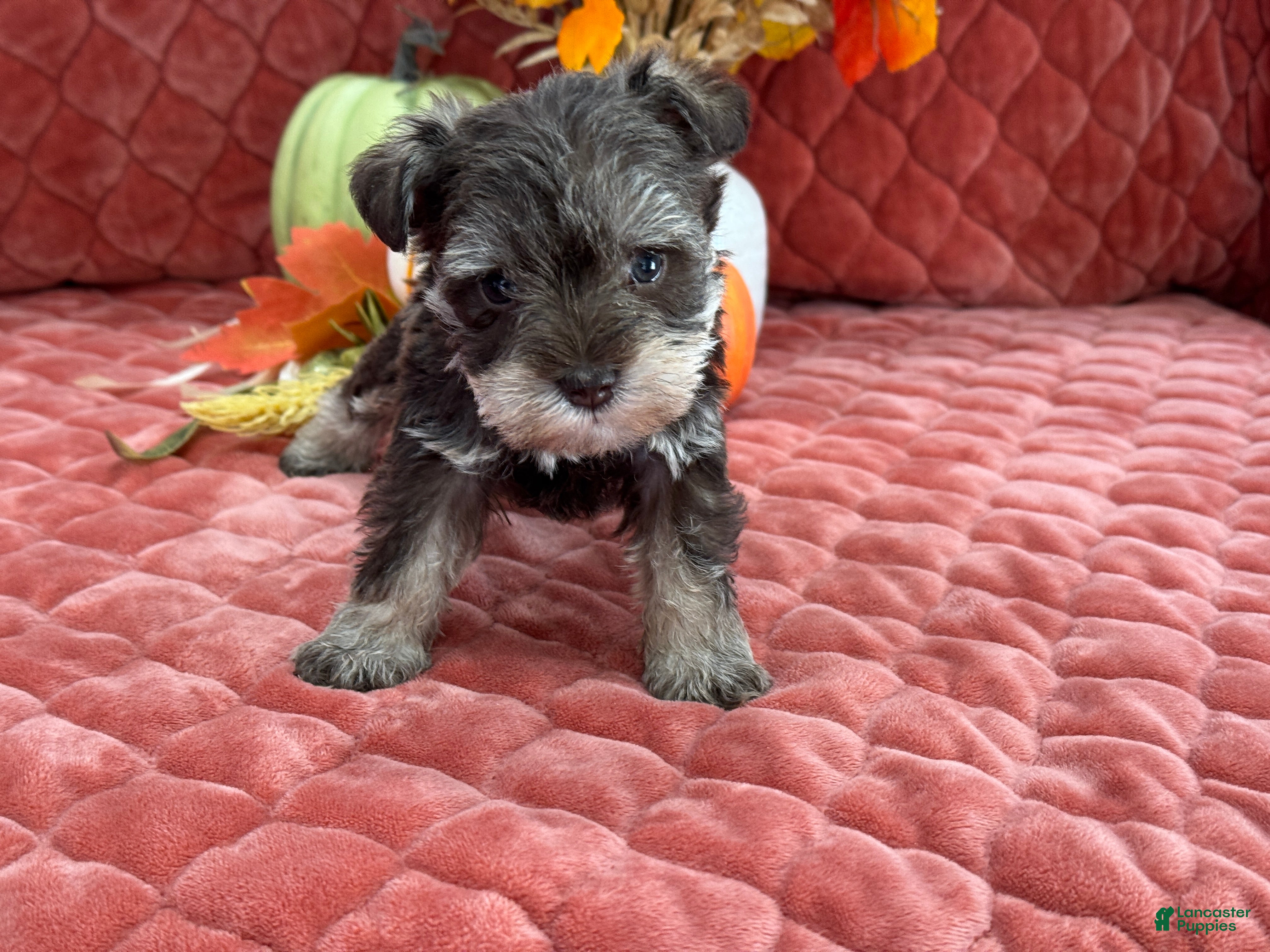 Miniature Schnauzer dogs Miracle Female 1 Light LIver and Tan Mega Coat AKC - Ad 11