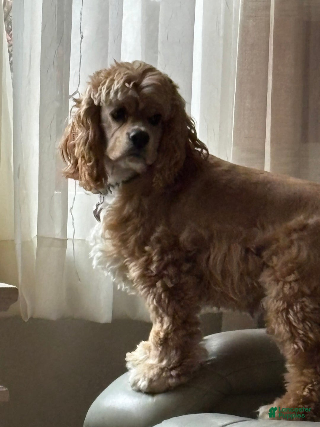 Gallery Image {{count}}