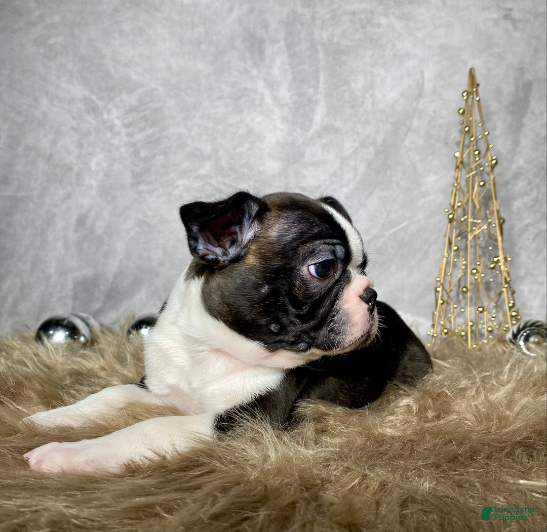 Boston Terrier dogs for sale: Nick  - Ad 2