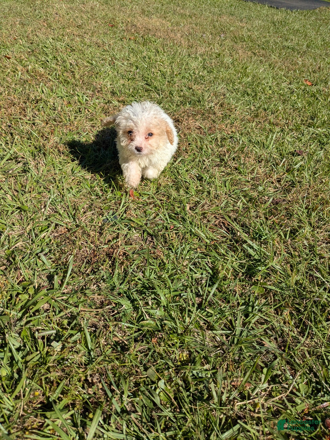 Toy Poodle dogs for sale: Toy Poodle Puppy 3 - Ad 3