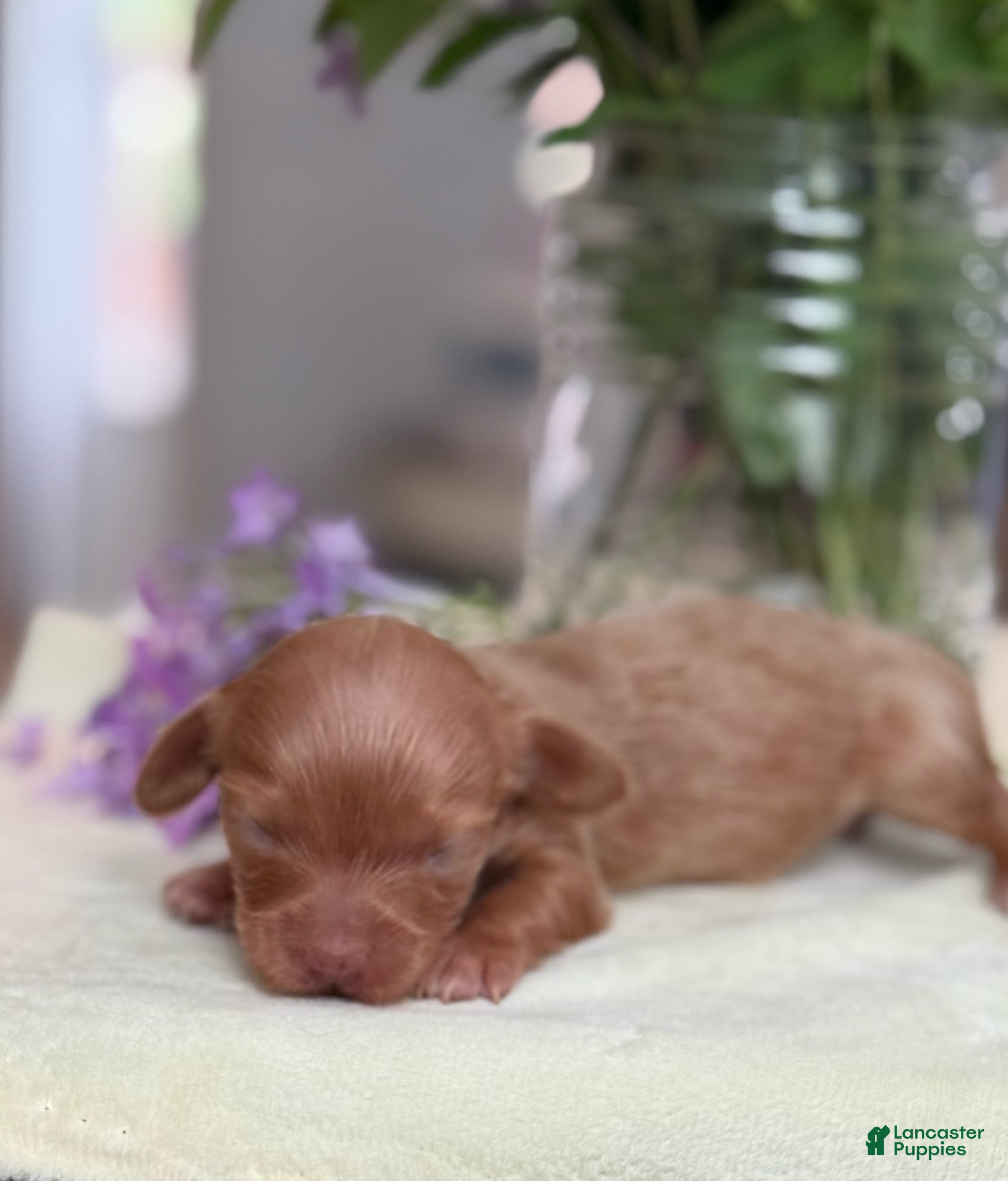 Miniature Dachshund dogs Blondie-ACA Longhaired Miniature Dachshund-Small Parents (Sire AKC/Embark Tested-PRA clear) - Ad 20