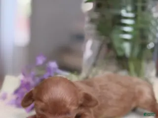 Miniature Dachshund dogs Blondie-ACA Longhaired Miniature Dachshund-Small Parents (Sire AKC/Embark Tested-PRA clear) - Ad 20