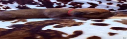 Mixed Breed dogs for sale: Oak - Ad 3