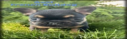 French Bulldog dogs for sale: Axel - Ad 1
