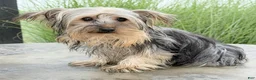 Yorkshire Terrier dogs for sale: Rocky - Ad 4