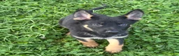 German Shepherd dogs for sale: Maserati - Ad 4
