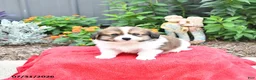 Mixed Breed dogs for sale: Buddy - Ad 3