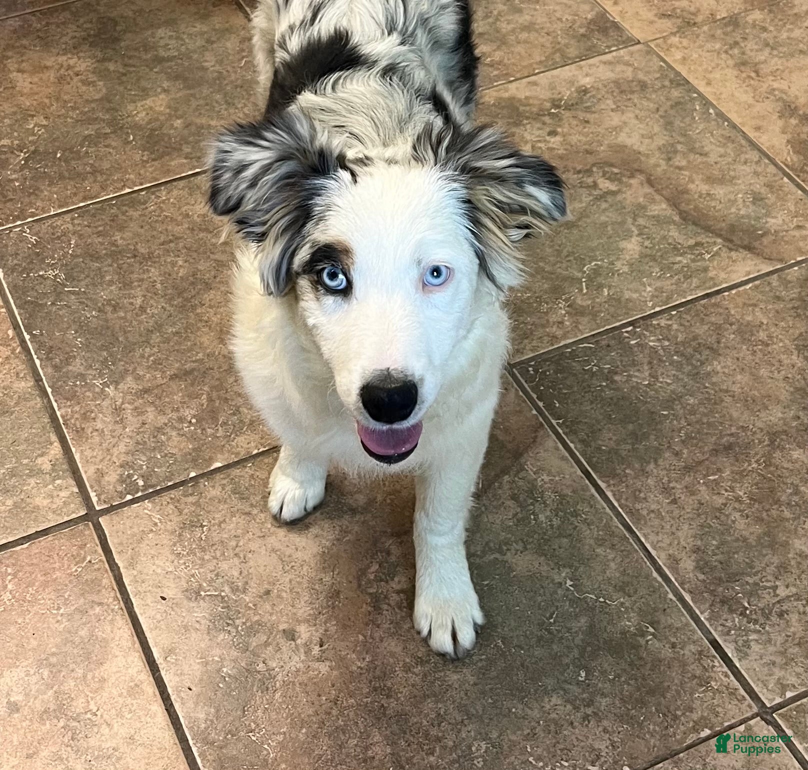 Australian Shepherd dogs Jackie - Ad 2