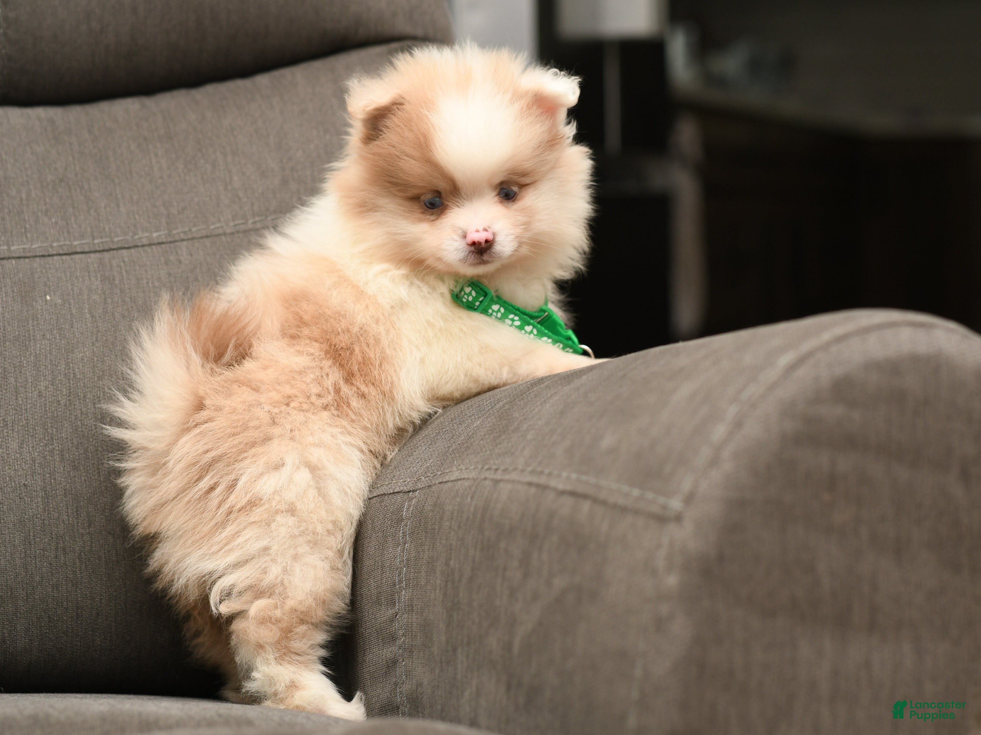Pomeranian dogs Pomeranian Puppy 2 - Ad 1