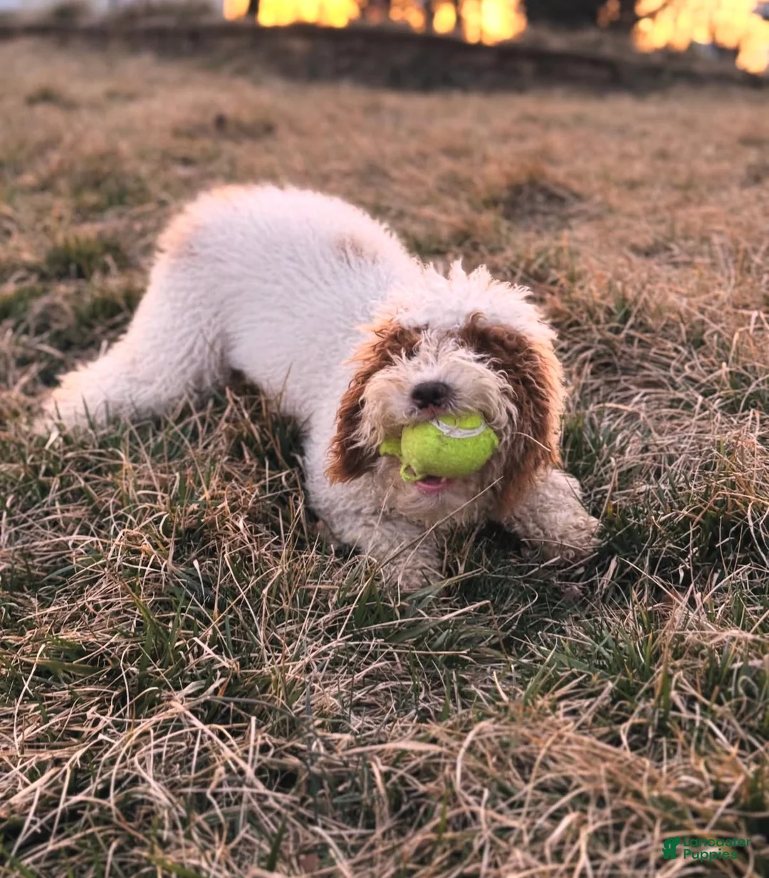 Havapoo dogs for sale: Rocky - Ad 2