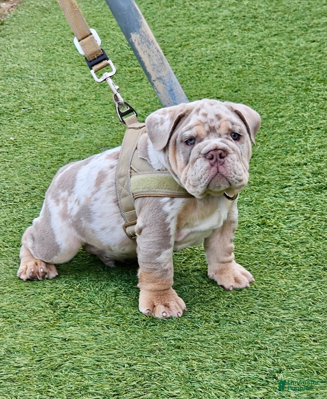English Bulldog dogs for sale: ICE- RARE Lilac Merle – Blue Eyes – Showstopper - Ad 2