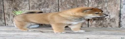 Shiba Inu dogs for sale: Loki - Ad 5