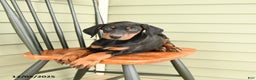 Doberman Pinscher dogs for sale: Hannah - Ad 4