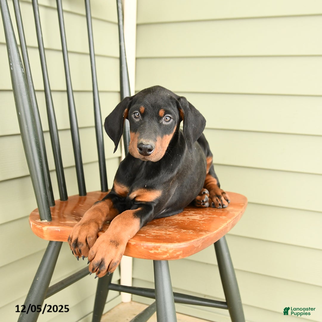 Doberman Pinscher dogs for sale: Hannah - Ad 4