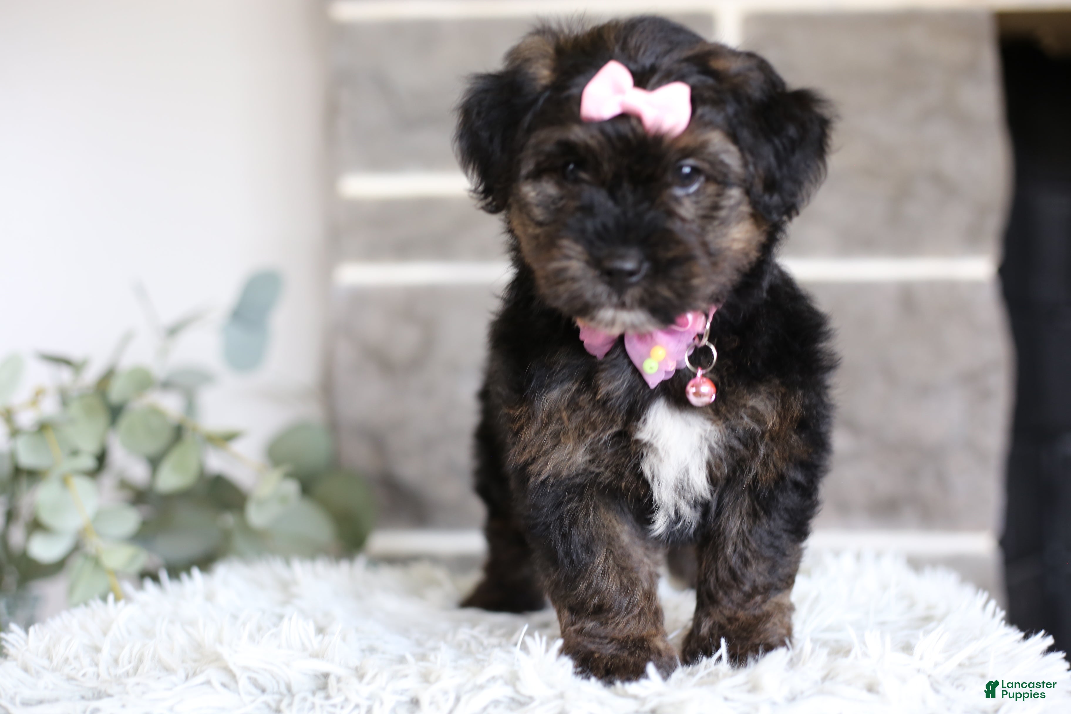 Yorkiepoo dogs Summer - Ad 1