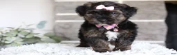 Yorkiepoo dogs for sale: Summer - Ad 3