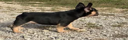 French Bulldog dogs for sale: Flynn  - Ad 13