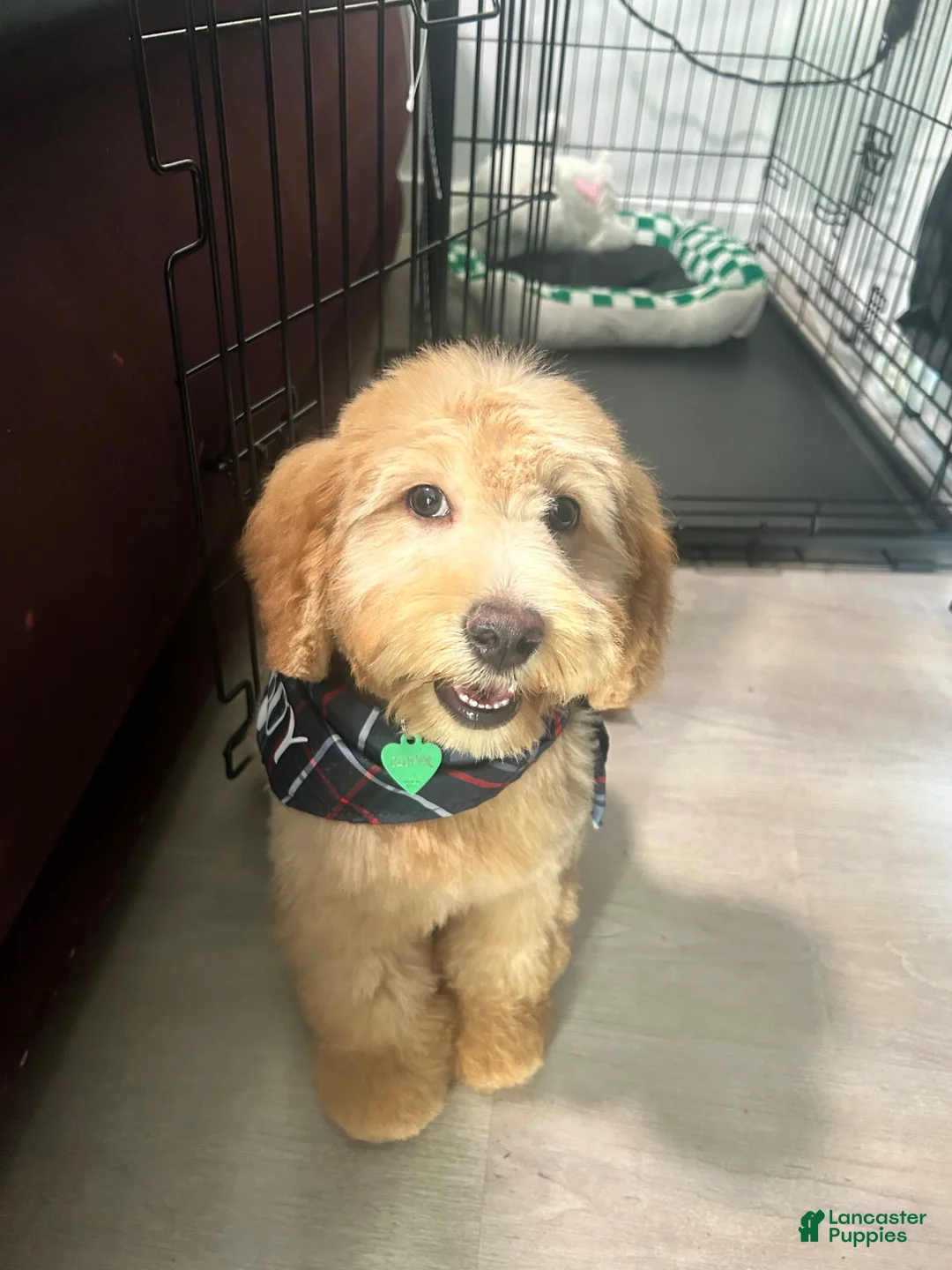 Mini Goldendoodle dogs for sale: Clover - Ad 2