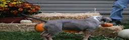 American Bully dogs for sale: American Bully 4 - Ad 4