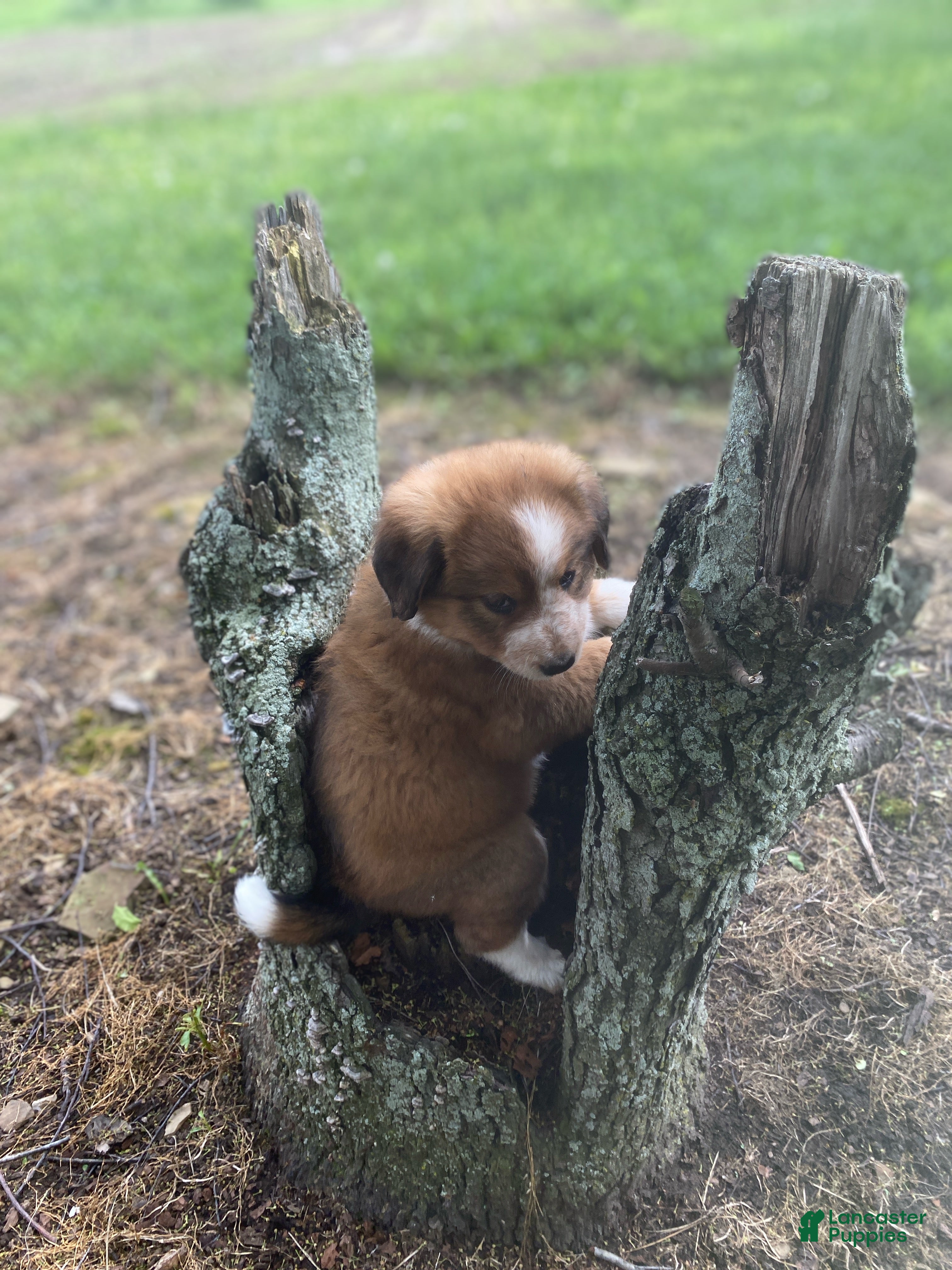 Mixed Breed dogs for sale: ♥️NELLIE MAE♥️ - Ad 4