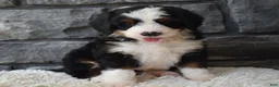 Mini Bernedoodle dogs for sale: Chief  - Ad 6