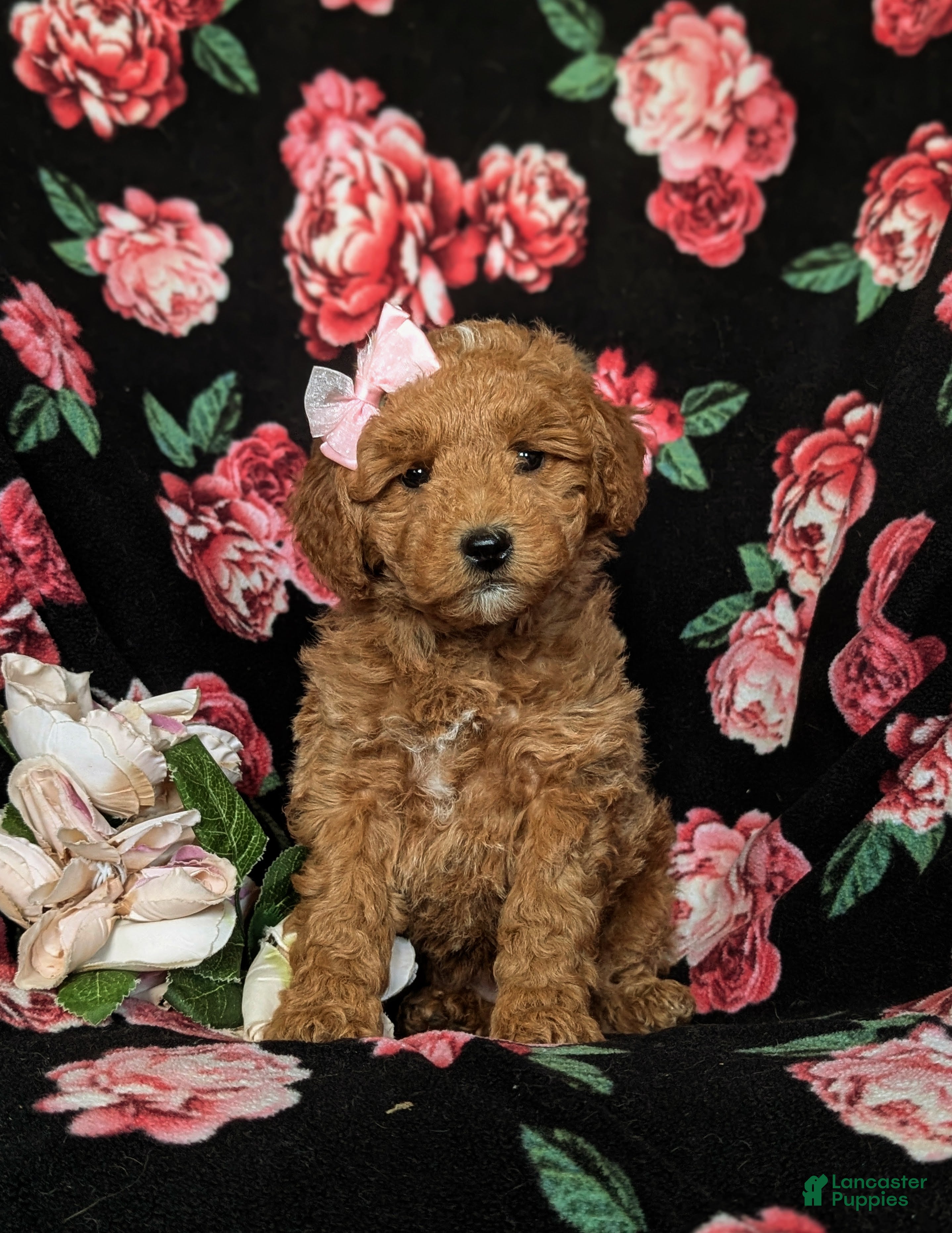 Mini Goldendoodle dogs Becca Hypoallergenic - Ad 2