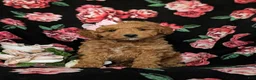 Mini Goldendoodle dogs for sale: Becca Hypoallergenic - Ad 2
